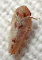 Reticopsis nubila - photo 4