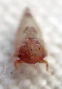 Reticopsis nubila - photo 5