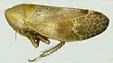 Reticopsis udrobates