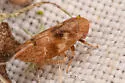 Reticopsis udrobates - photo 2