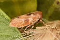 Reticopsis udrobates - photo 4