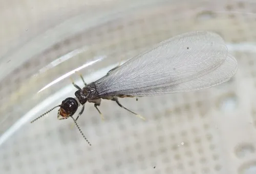 Aegean Subterranean Termite