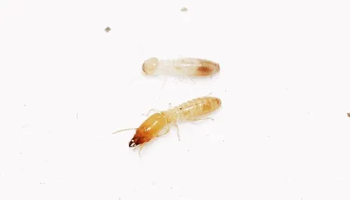Balkan Subterranean Termite