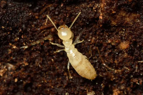 Reticulitermes banyulensis