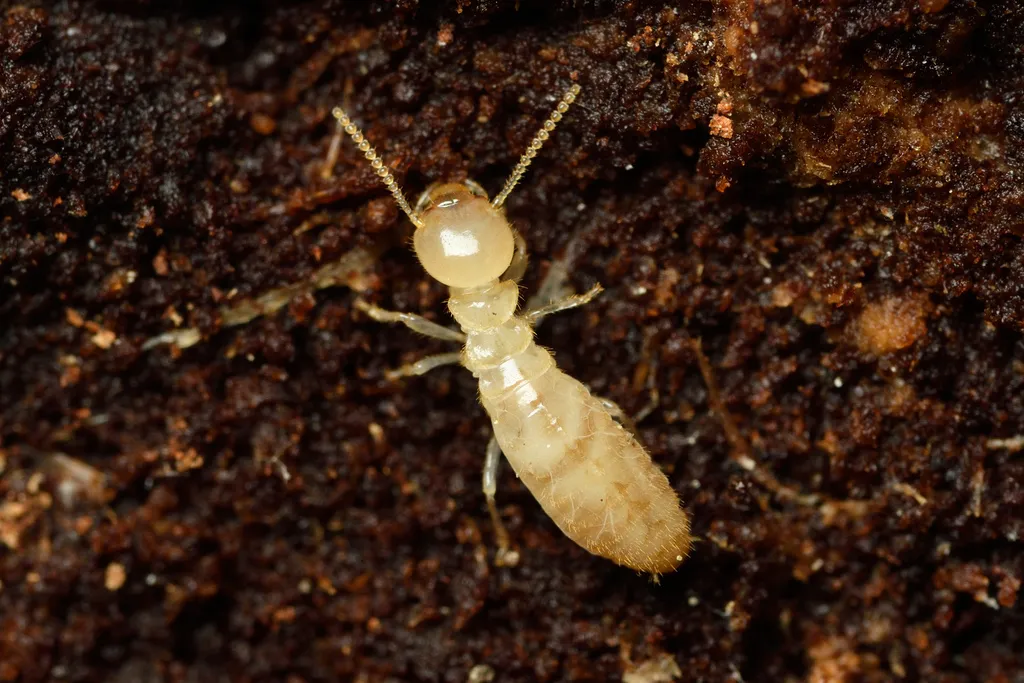 Reticulitermes banyulensis - photo 2