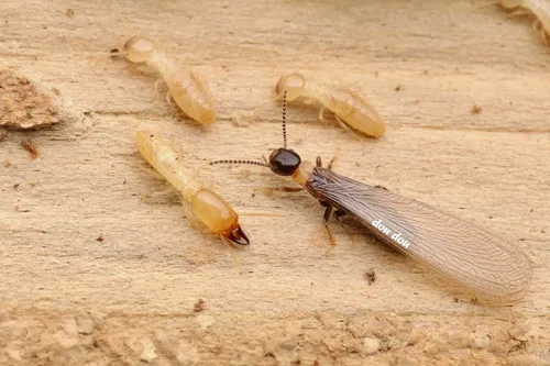 Reticulitermes flaviceps