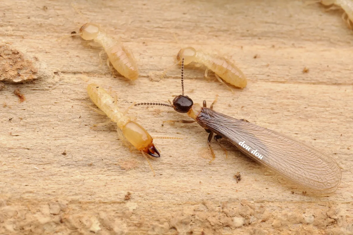 Reticulitermes flaviceps - photo 3