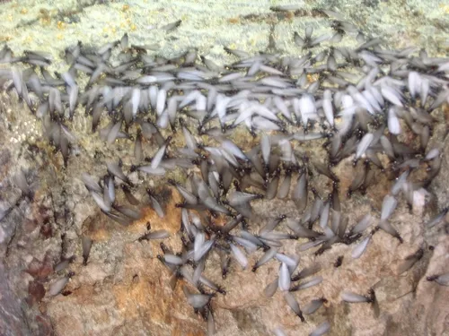 Eastern Subterranean Termite
