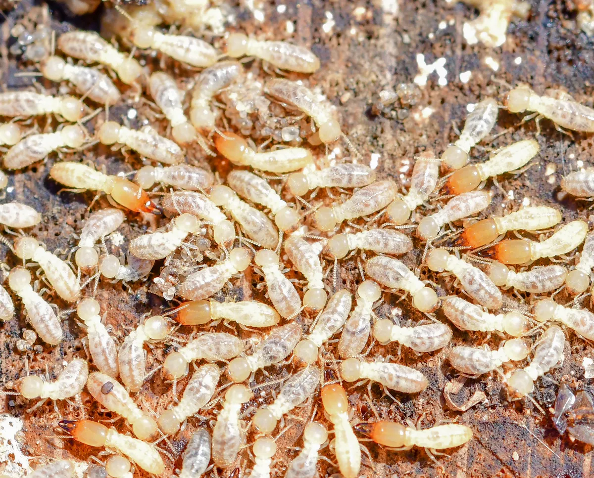 Eastern Subterranean Termite - photo 4