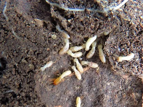 Eastern Subterranean Termite - photo 5