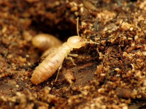 Eastern Subterranean Termite - photo 7