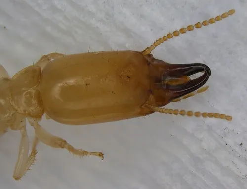Eastern Subterranean Termite - photo 8