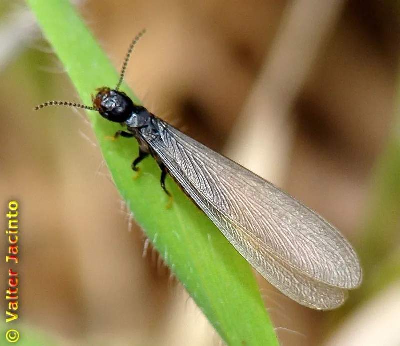 Iberian Mediterranean Termite - photo 3
