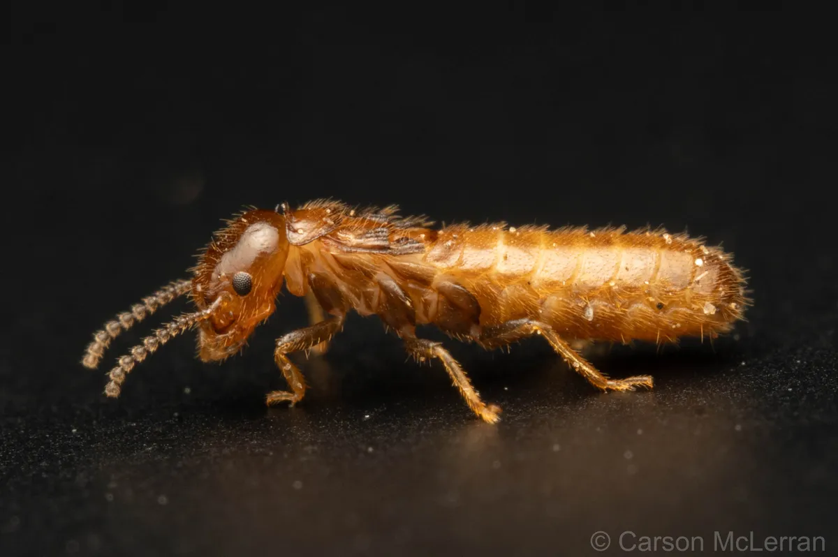 Light Southern Subterranean Termite