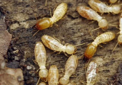Mediterranean Termite