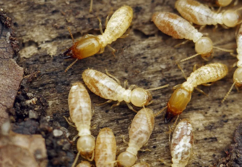 Mediterranean Termite - photo 2