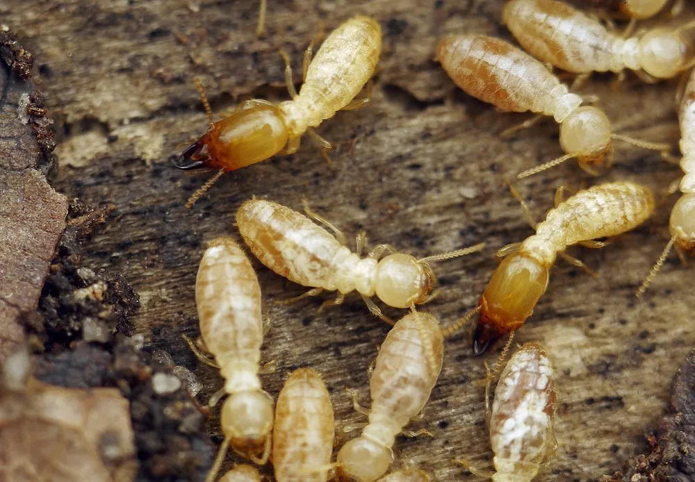 Mediterranean Termite - photo 3
