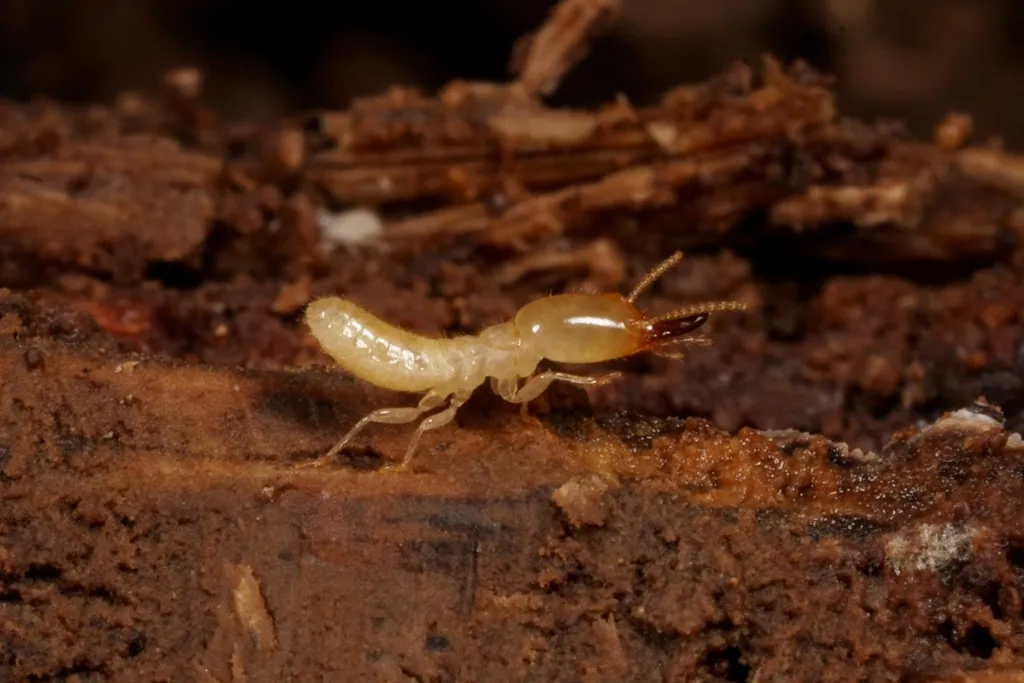 Japanese Termite - photo 2