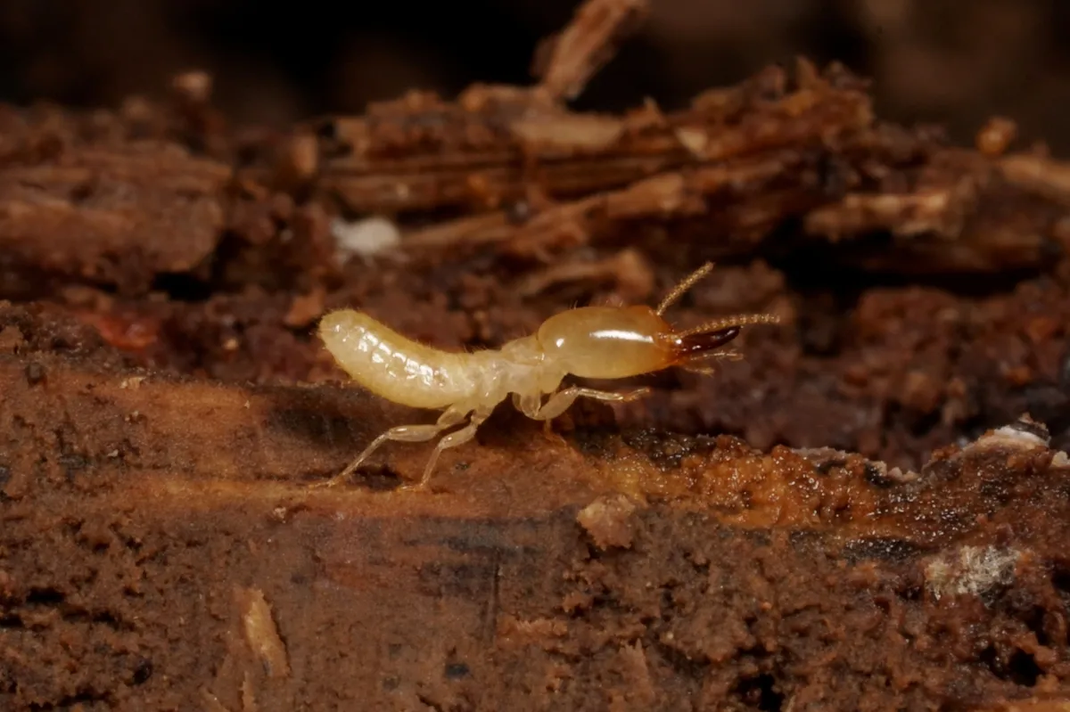 Japanese Termite - photo 3