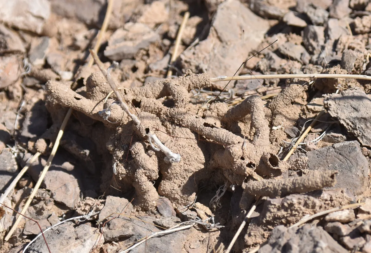 Arid-Land Subterranean Termite