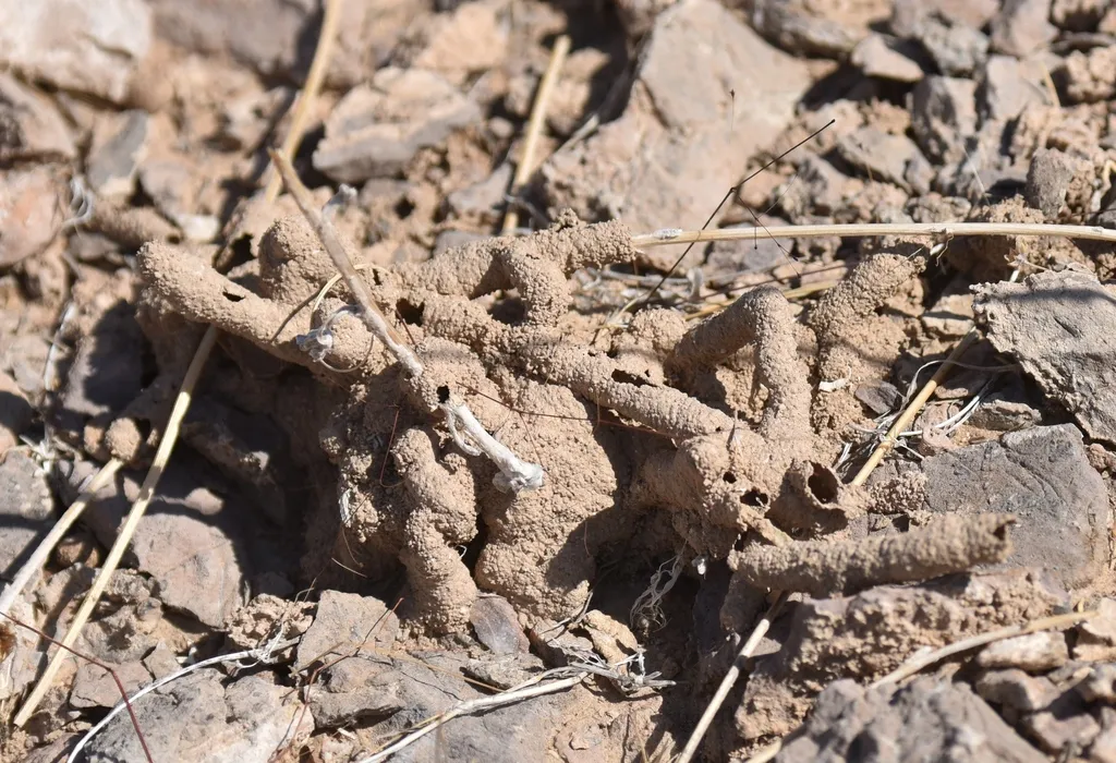 Arid-Land Subterranean Termite - photo 2
