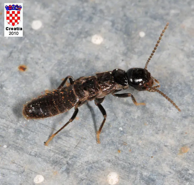 Urban Subterranean Termite - photo 2