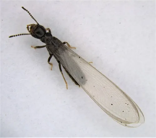 Dark Southern Subterranean Termite