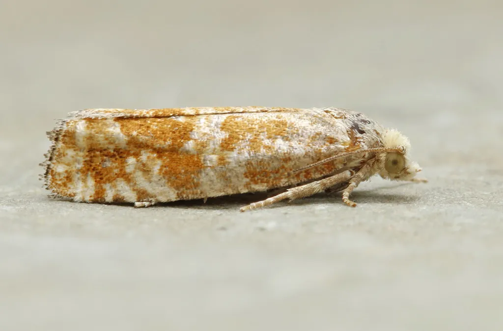 Northern Pitch Twig Moth - Hodges#2892 - photo 2