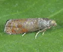 Pinyon Pitch Nodule Maker - Hodges#2893 - Retinia arizonensis