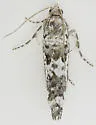 Retinia burkeana - Hodges#2900 - photo 2