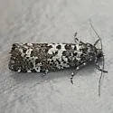Retinia burkeana - Hodges#2900 - photo 4