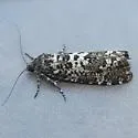 Retinia burkeana - Hodges#2900 - photo 5