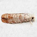 Pitch Twig Moth - Hodges#2889 - photo 2