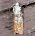 Pitch Twig Moth - Hodges#2889 - photo 3