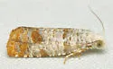 Pitch Twig Moth - Hodges#2889 - photo 4
