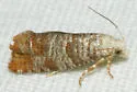 Pitch Twig Moth - Hodges#2889 - photo 5