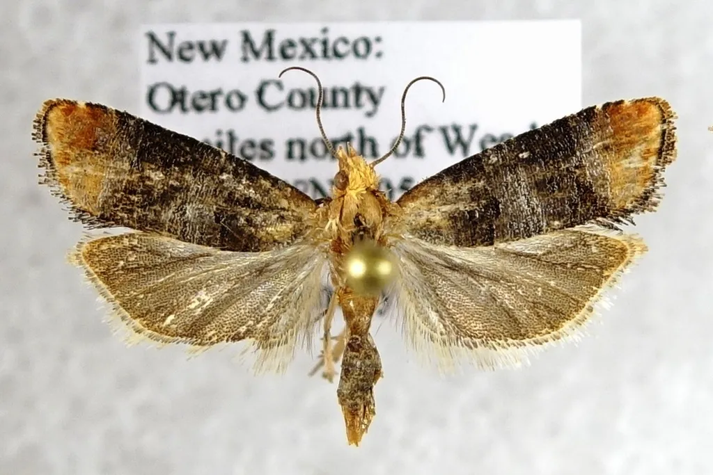 Retinia edemoidana - Hodges#2897 - photo 2