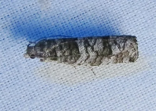 Retinia gemistrigulana - Hodges#2898