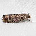 Minute Pitch-blister Moth - Hodges#2902