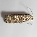 Minute Pitch-blister Moth - Hodges#2902 - photo 2
