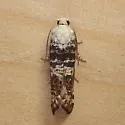 Retinia metallica - Hodges#2894 - photo 2
