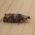 Retinia metallica - Hodges#2894 - photo 3
