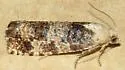 Retinia metallica - Hodges#2894 - photo 4