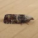 Retinia metallica - Hodges#2894 - photo 5