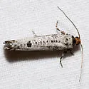 Retinia picicolana - Hodges#2901