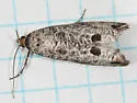 Retinia picicolana - Hodges#2901 - photo 2