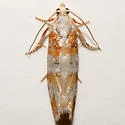Retinia sabiniana - Hodges#2896 - photo 4