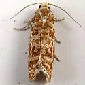 Wenzel's Pitch-blister Moth - Hodges#2891