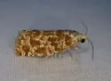 Wenzel's Pitch-blister Moth - Hodges#2891 - photo 3