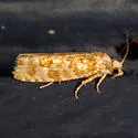 Wenzel's Pitch-blister Moth - Hodges#2891 - photo 4